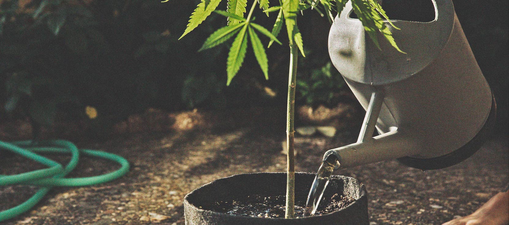 Cannabis And Water Quality Part 3: Choosing A Water Source