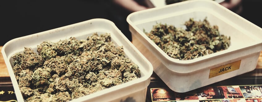 Is Regulation Failing Cannabis Social Clubs in Spain? - RQS Blog