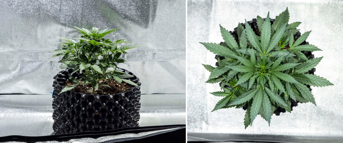 North Thunderfuck cannabis plant in week 2 of early vegetative growth developing additional fan leaves and establishing a stronger root system in soil under LED light