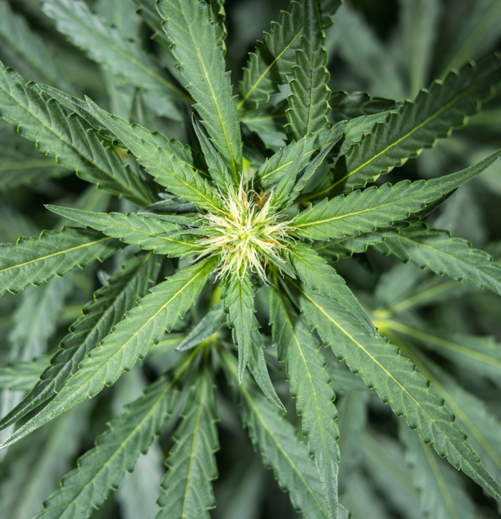 North Thunderfuck cannabis plant in week 5 of early flowering showing fresh white pistils forming at bud sites and healthy fan leaves under LED light