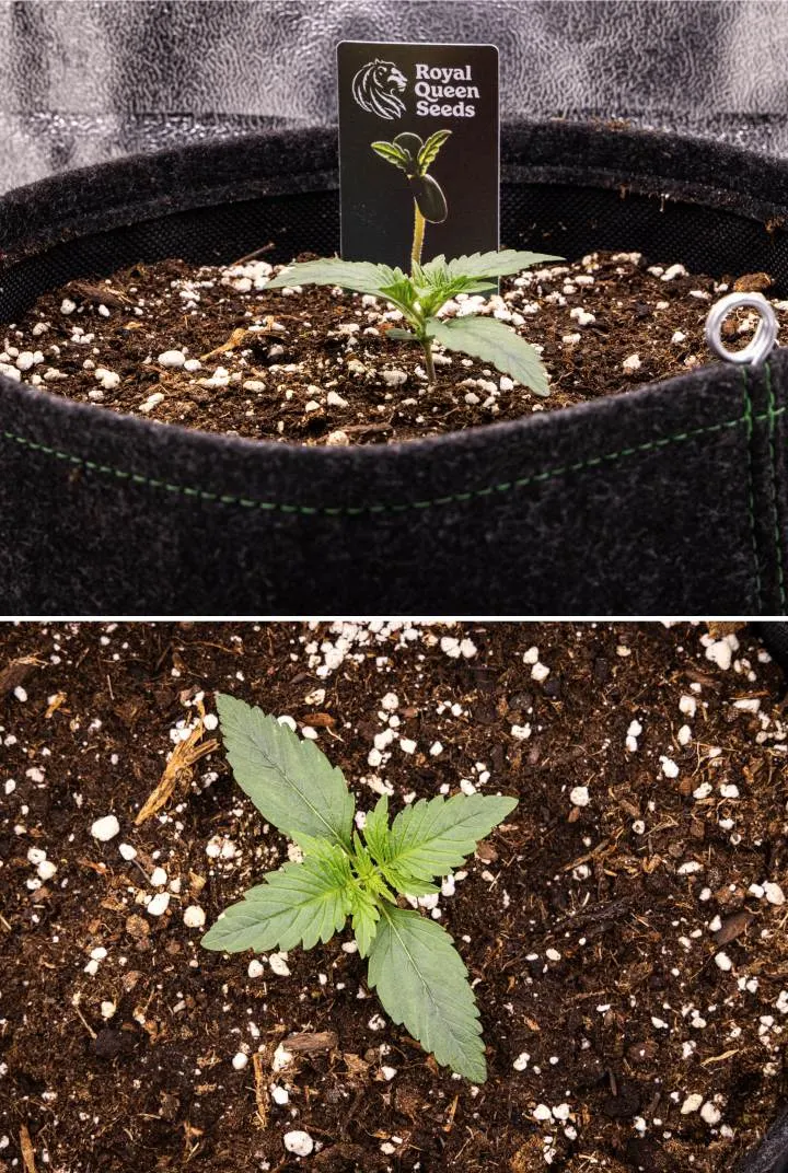 Gaia F1 cannabis seedling in week 1 growing in soil with first true leaves developing and compact early structure under indoor conditions
