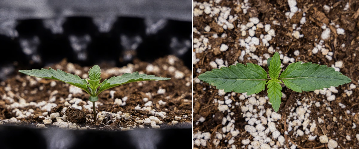 GOAT'lato Auto Grow Report – Week 1 Seedling Stage GOAT'lato Auto Grow Report – Week 1 Seedling Stage