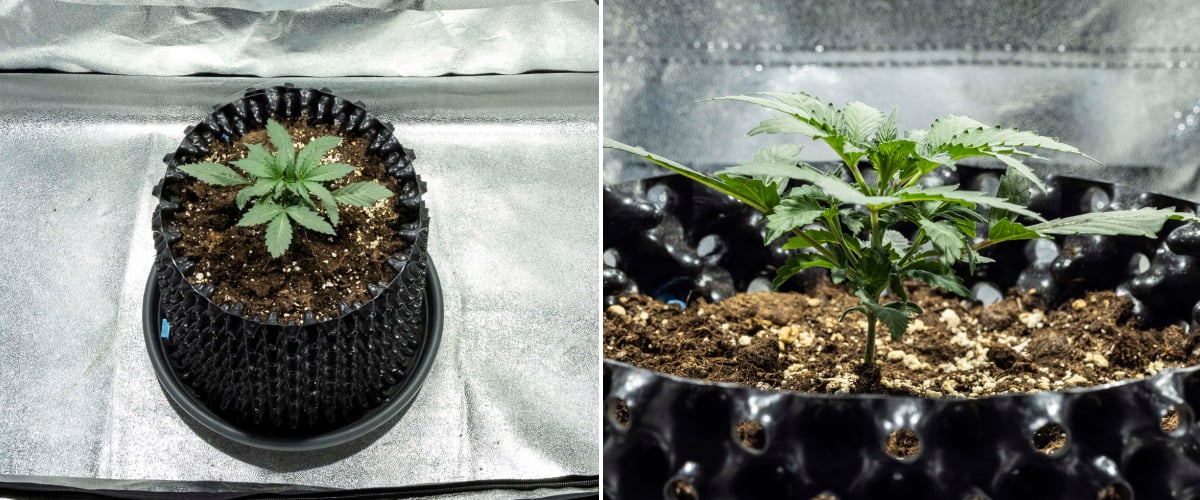 North Thunderfuck cannabis seedling in week 1 showing first true leaves and healthy early growth in soil under LED light