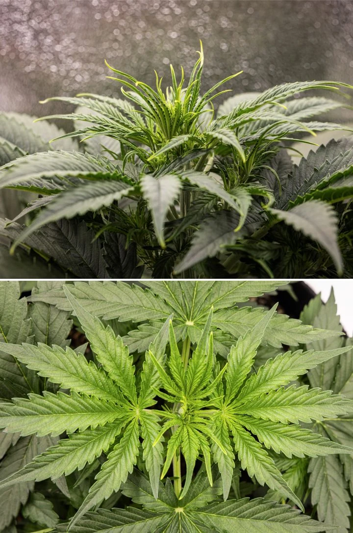 Gaia F1 cannabis plant in week 3 growing in soil with healthy vegetative growth indoors
