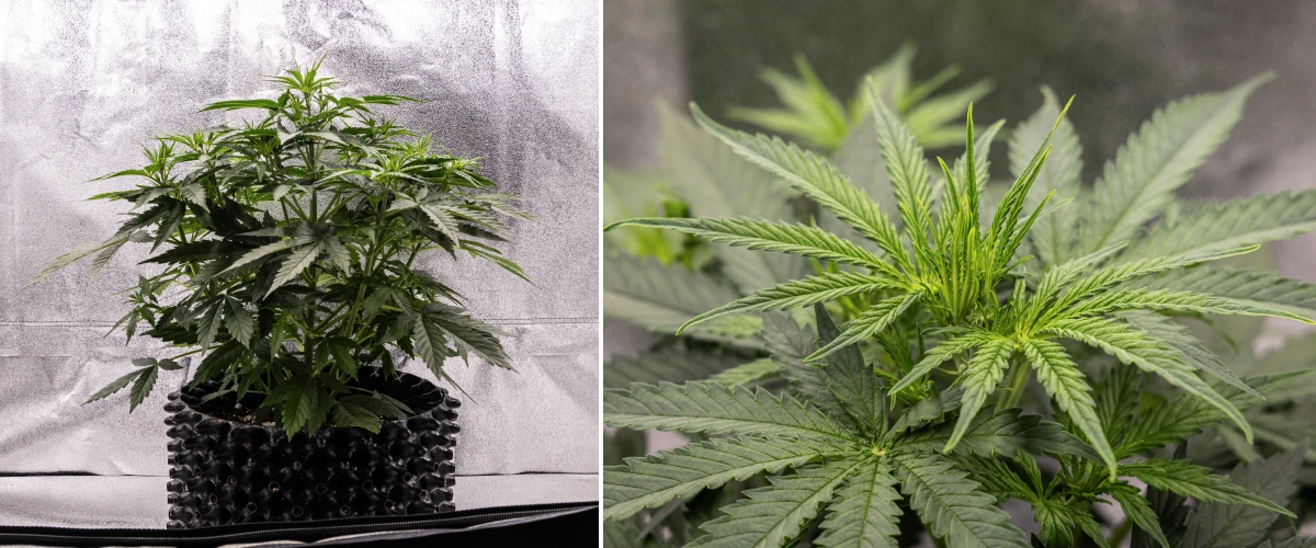 GOAT'lato Auto Grow Report – Week 3 Early Pre-Flower Stage GOAT'lato Auto cannabis plant in week 3 showing vigorous growth, broader fan leaves, strong lateral branching, and early pre-flowers forming under LED light