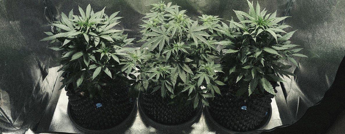 Learn How To Grow Autoflowers: Week-By-Week Guide Learn How To Grow Autoflowers: Week-By-Week Guide
