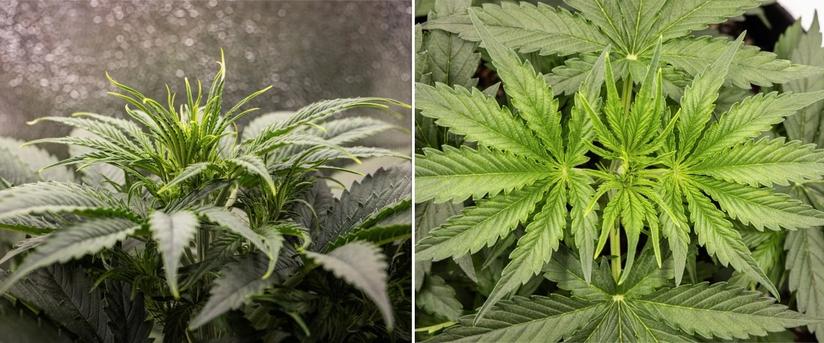 Gaia F1 cannabis plant in week 3 growing in soil with healthy vegetative growth indoors