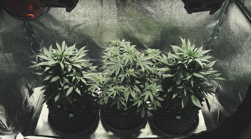 Learn How To Grow Autoflowers: Week-By-Week Guide Learn How To Grow Autoflowers: Week-By-Week Guide