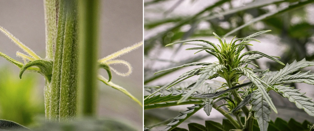 GOAT'lato Auto Grow Report – Week 4 Transition to Flowering Stage GOAT'lato Auto cannabis plant in week 4 showing noticeable stretch, thicker main stem, and developing pistils during the transition to flowering under LED light