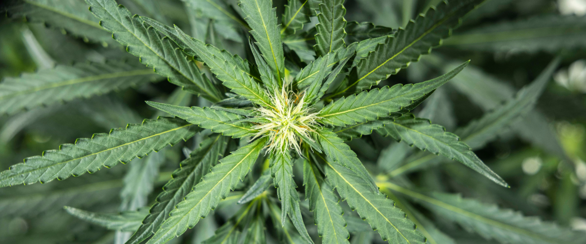 North Thunderfuck cannabis plant in week 5 of early flowering showing fresh white pistils forming at bud sites and healthy fan leaves under LED light