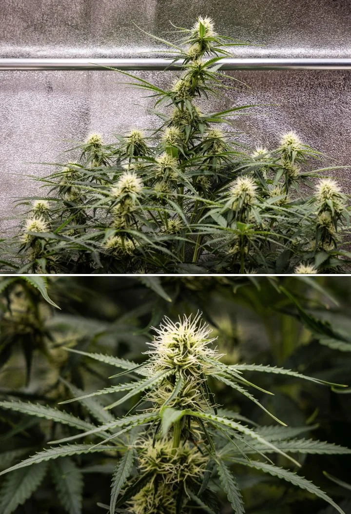 Gaia F1 cannabis plant in week 6 growing in soil with healthy mid-flowering growth indoors