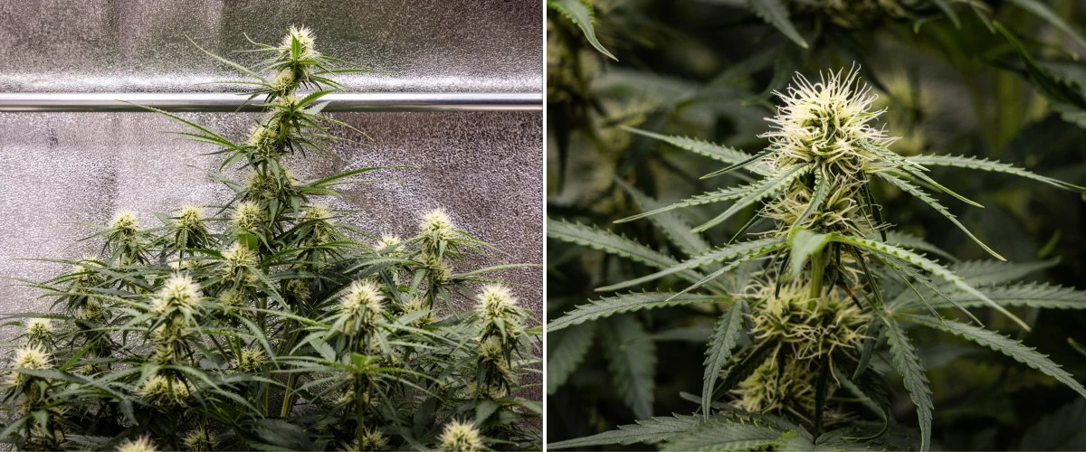 Gaia F1 cannabis plant in week 6 growing in soil with healthy mid-flowering growth indoors