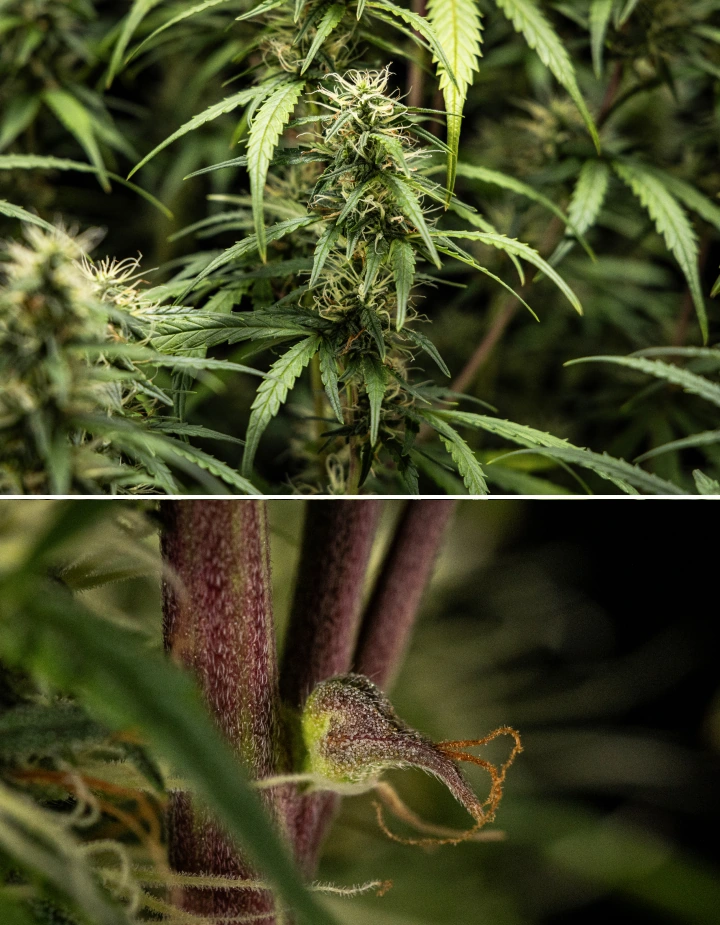 GOAT'lato Auto Grow Report – Week 7 Mid Flowering Stage GOAT'lato Auto cannabis plant in week 7 of mid flowering, showing swelling colas, increased resin production, and dense bud development under LED light