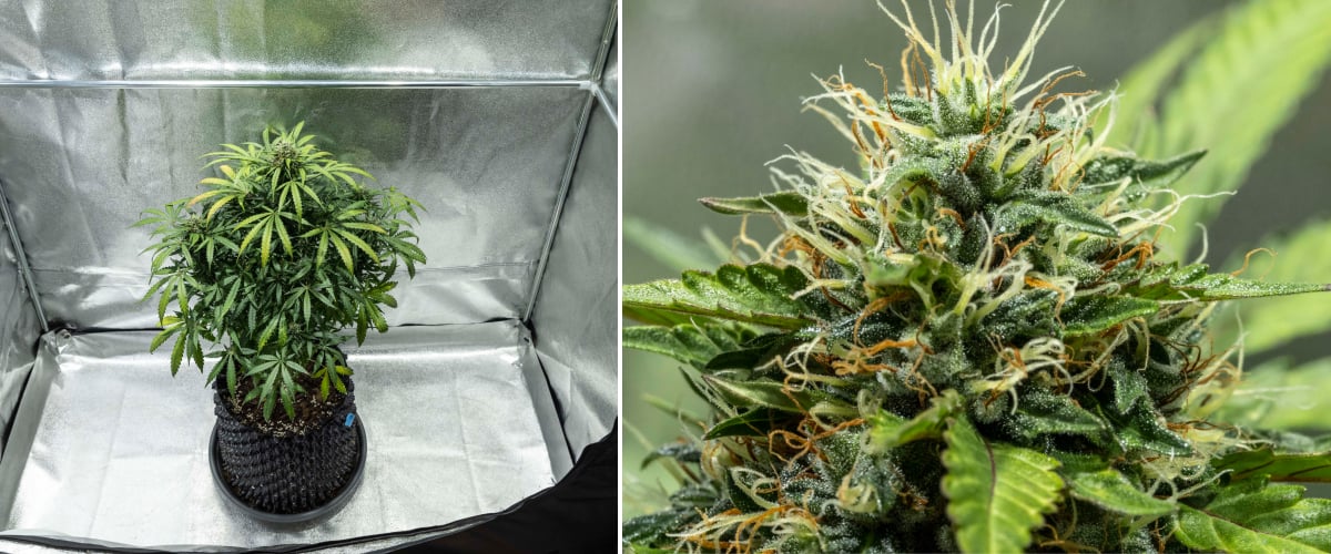 North Thunderfuck cannabis plant during weeks 7–8 of flowering showing expanding buds, dense pistil clusters, and increasing resin production under LED light