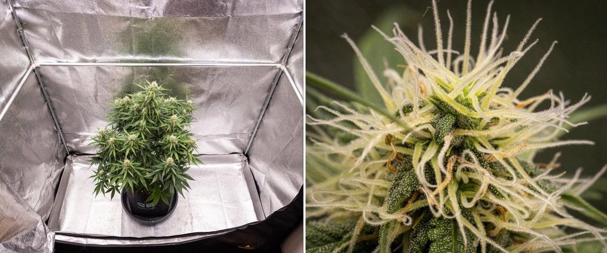 Gaia F1 cannabis plant in week 7 growing in soil with healthy late-flowering growth indoors