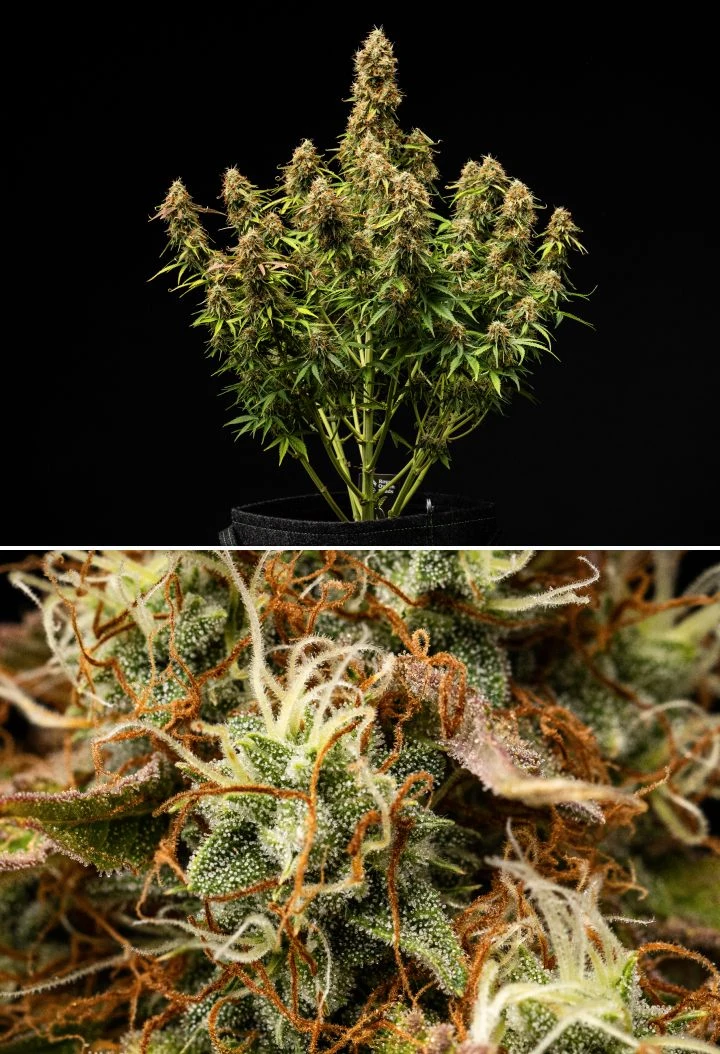 Gaia F1 cannabis plant in week 9-10 growing in soil with mature buds ready for harvest indoors