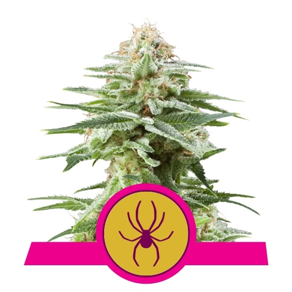 White Widow Strain Cannabis Seeds - Royal Queen Seeds