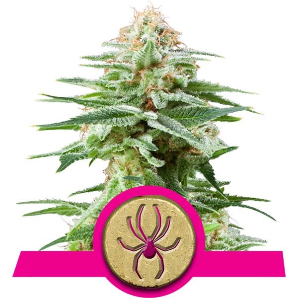 Royal Queen Seeds White Widow Cannabis Cup Winner
