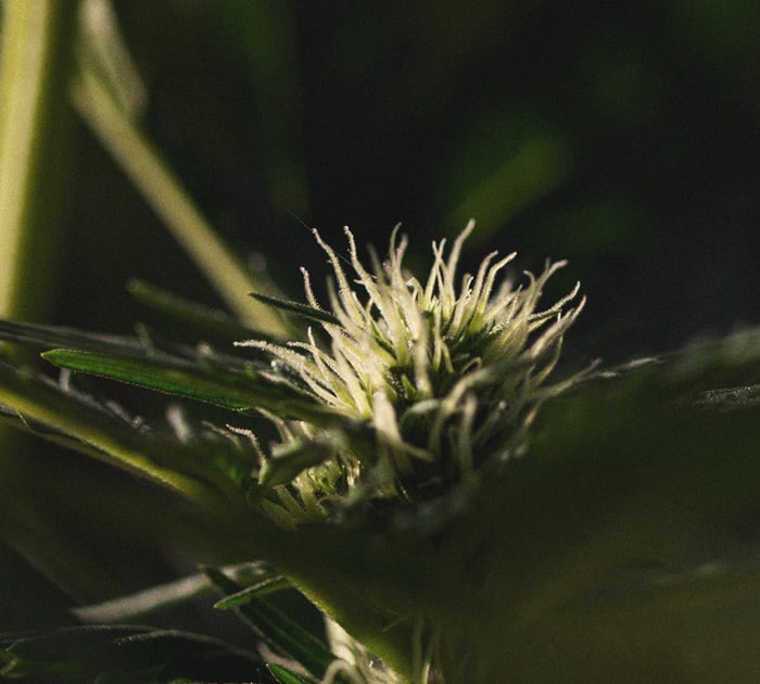 The Importance Of Pistils To Cannabis Growers