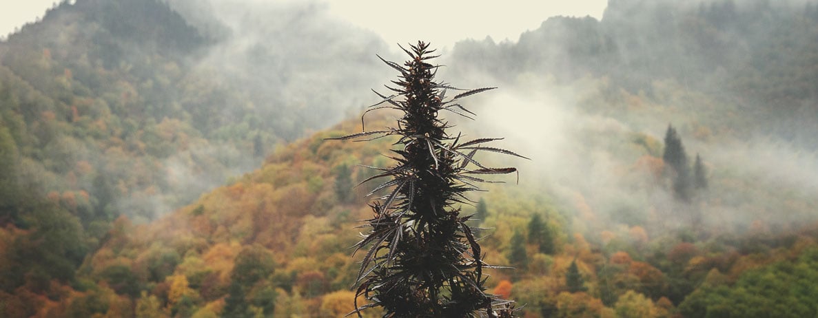 What Is Landrace Cannabis? What Is Landrace Cannabis?