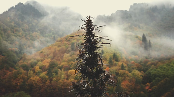 What Is Landrace Cannabis? What Is Landrace Cannabis?