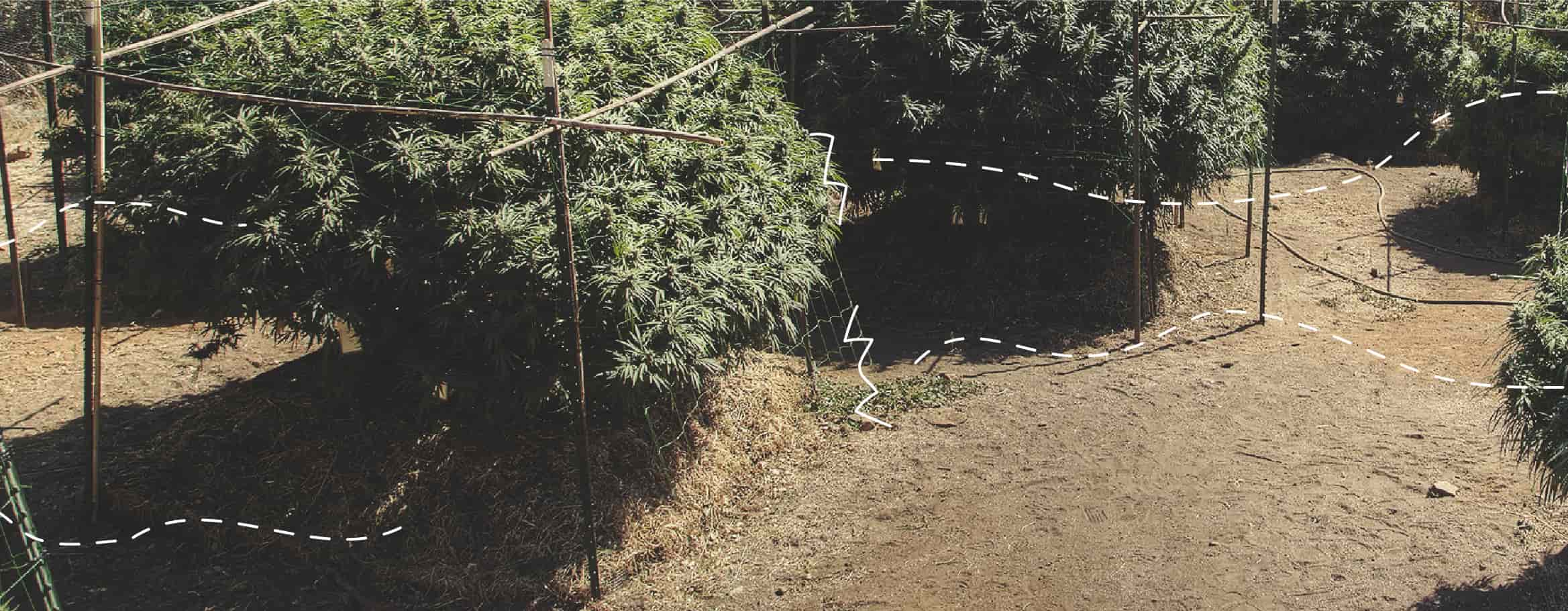 Fixing Cannabis Wind Burn Outdoors Fixing Cannabis Wind Burn Outdoors