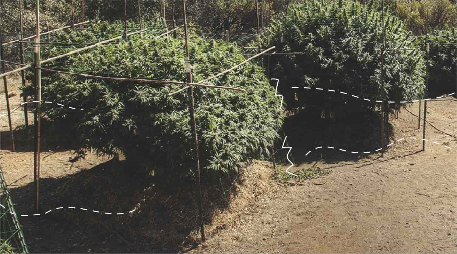 Fixing Cannabis Wind Burn Outdoors