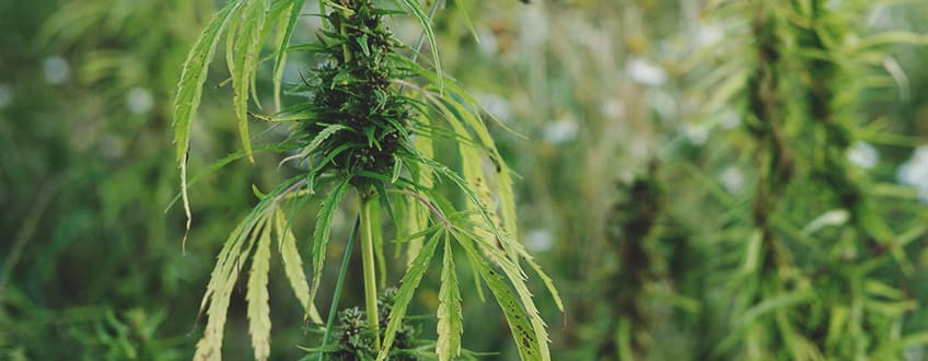 Symptoms of Wind Burn in Cannabis Symptoms of Wind Burn in Cannabis