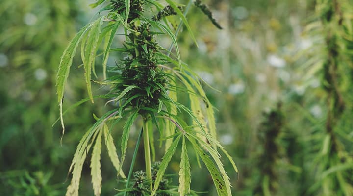Symptoms of Wind Burn in Cannabis Symptoms of Wind Burn in Cannabis
