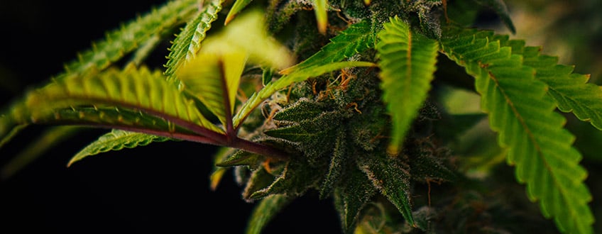 FAN LEAVES WILL TURN YELLOW