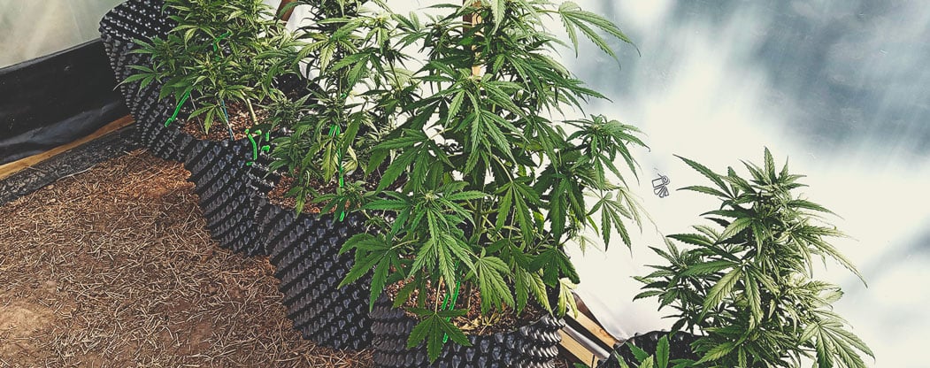 How Much Do Autoflowering Plants Yield?