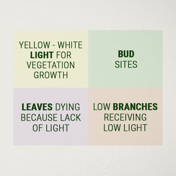 What Is Cannabis Plant Yield?