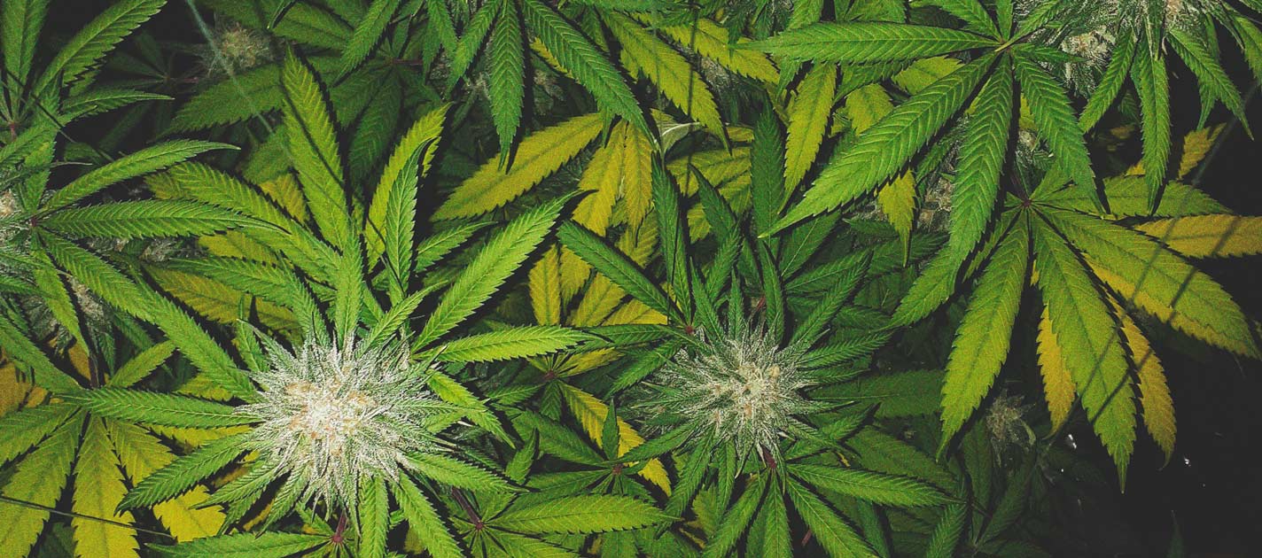 Best Ways To Support Large Cannabis Buds Indoors and Outdoors