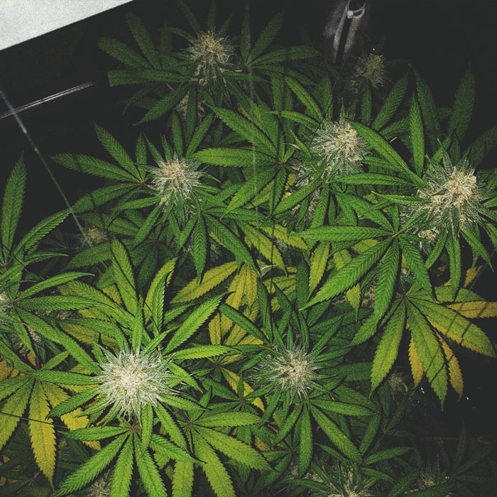 Best Ways To Support Large Cannabis Buds Indoors and Outdoors Best Ways To Support Large Cannabis Buds Indoors and Outdoors