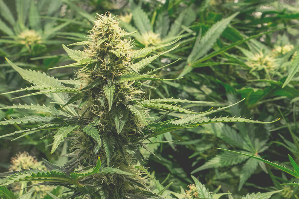 Maximum Yield With Autoflower Cannabis - Royal Queen Seeds