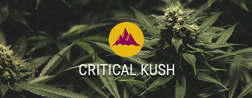Buy Critical Kush Online