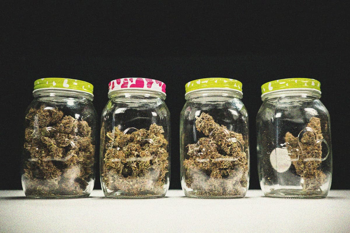 Do-Si-Dos Automatic Grow Report - Royal Queen Seeds USA