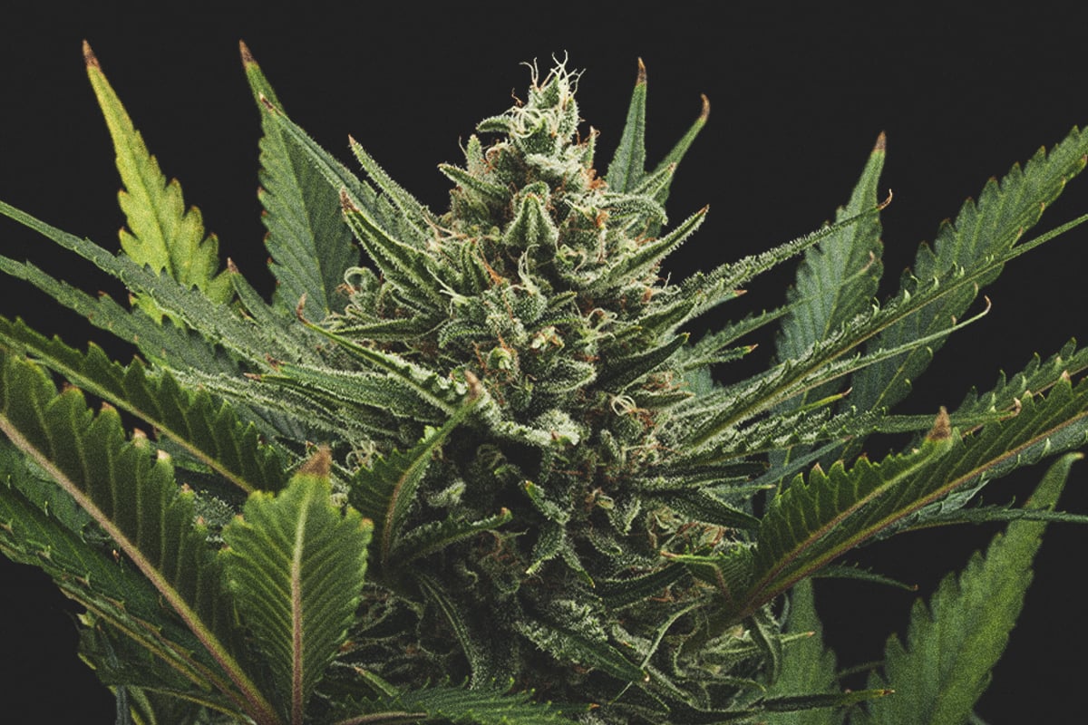 Sweet Skunk Automatic Grow Report - Royal Queen Seeds USA
