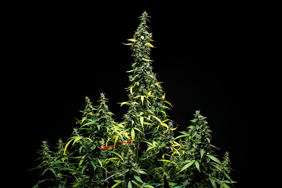 Find Out How to Grow Mimosa Auto - Royal Queen Seeds USA