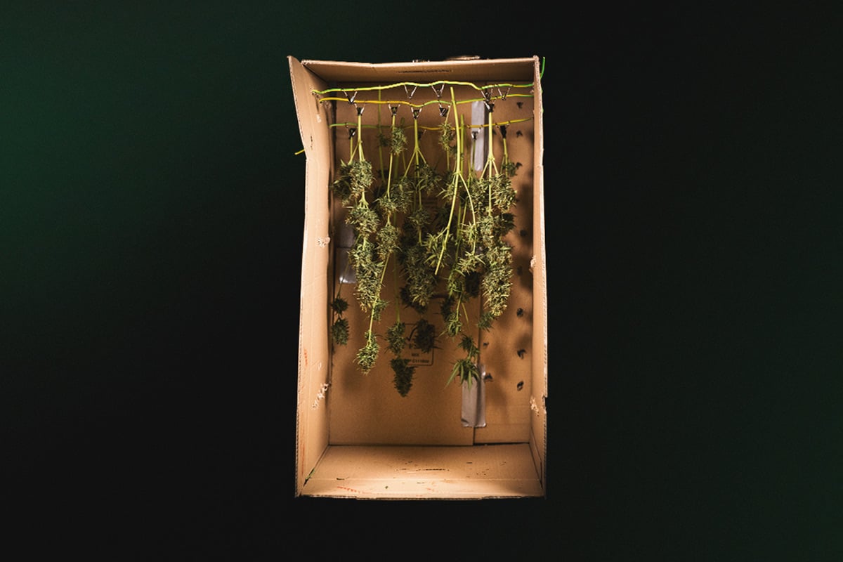 Harvesting Cannabis: Find The Right Time - RQS USA - Royal Queen Seeds USA