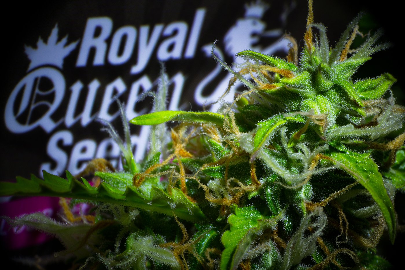 Royal Queen Seeds