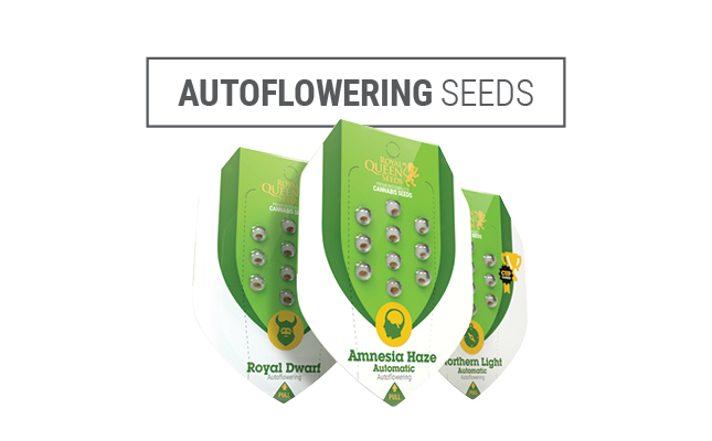 Royal Queen Seeds Autoflowering seeds