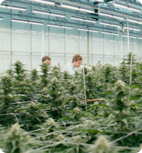 The Plant documentary — scene