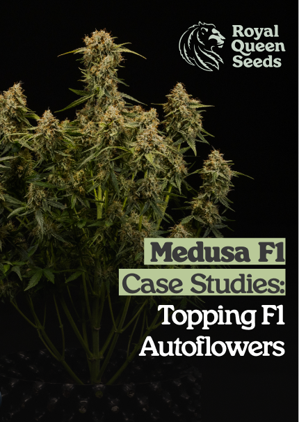 Medusa_f1_en
