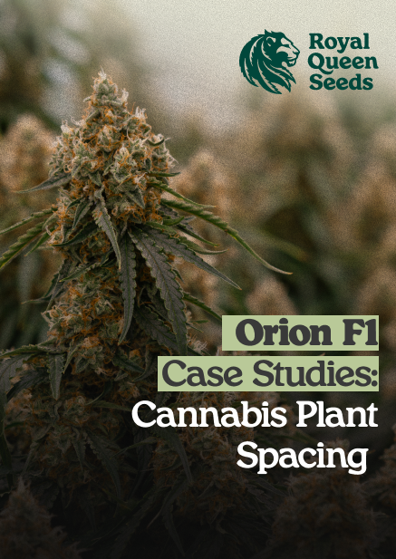 Plant_spacing