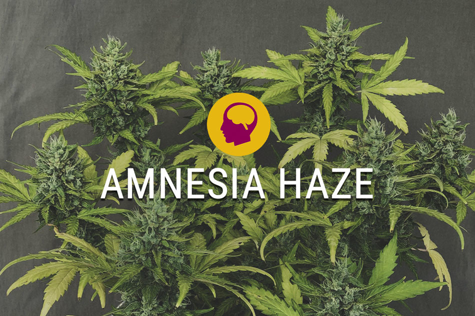 Amnesia Haze Strain Review