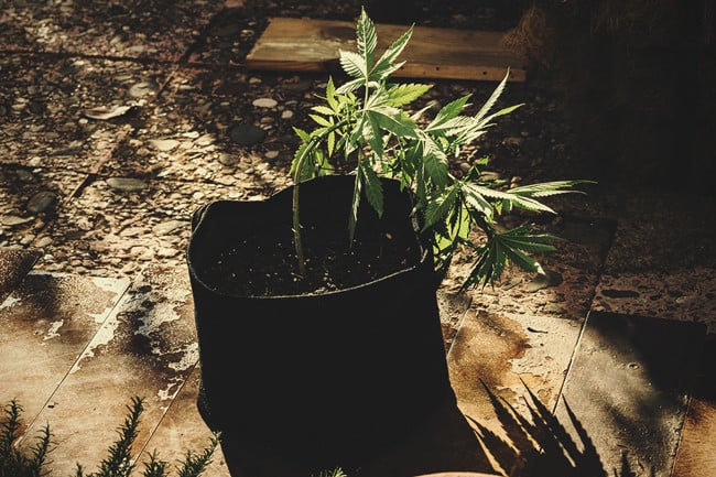 How To Perform Low Stress Training On Cannabis For Better Yields