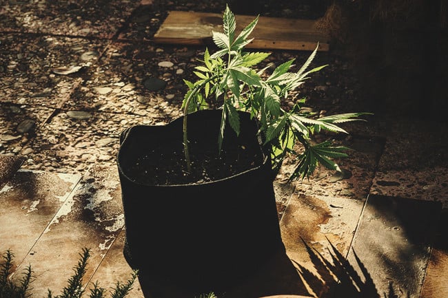 Helpful Gadgets To Grow Cannabis - RQS Blog