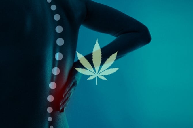 Could Spinal Cord Injury Be Treated With Cannabis?