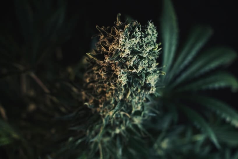 Tips For Maximizing Terpenes Within Your Cannabis Plants